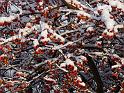 Snow 10 Close Cherries